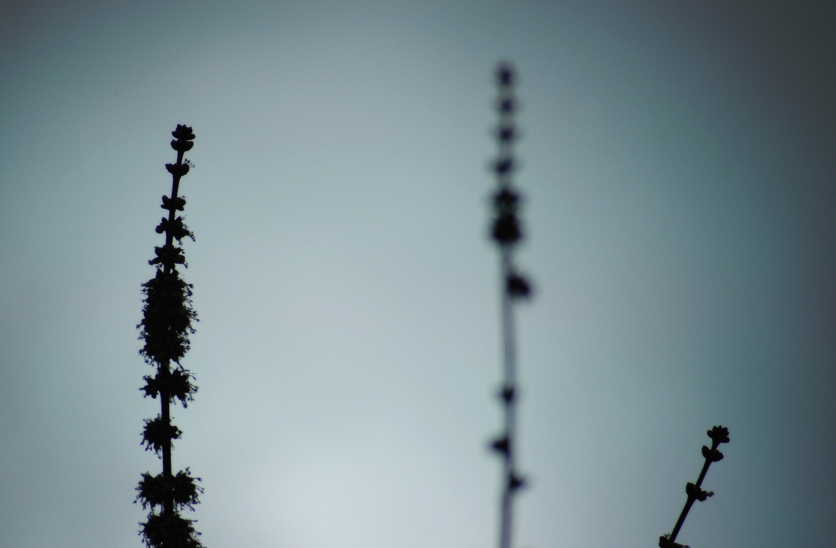 wildflower silhouette