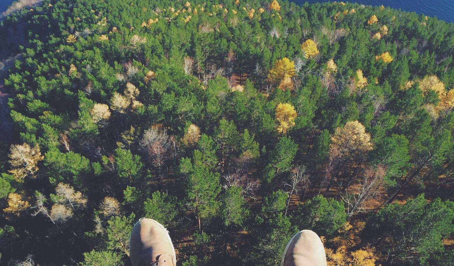trees in nature