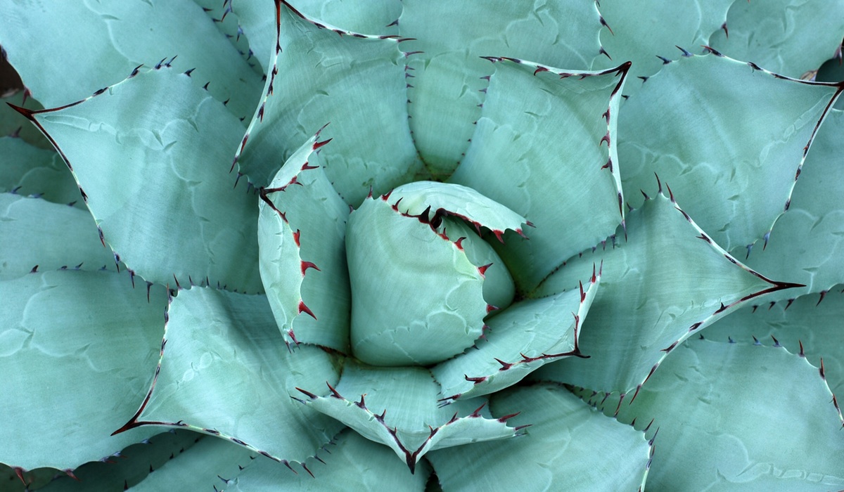 everstring green cactus