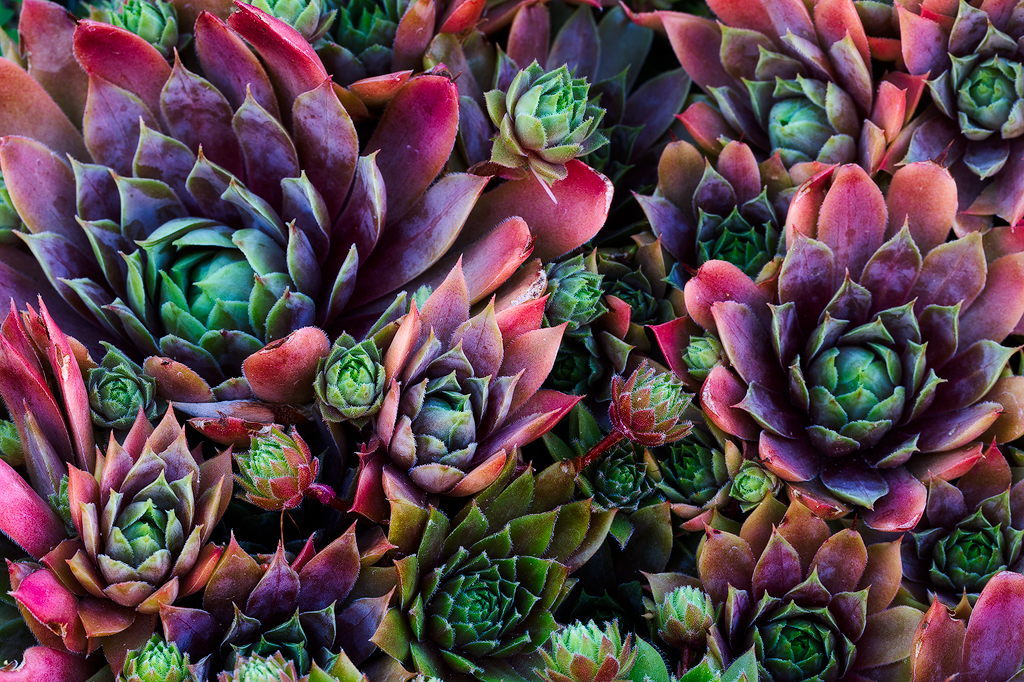 rainbow cacti