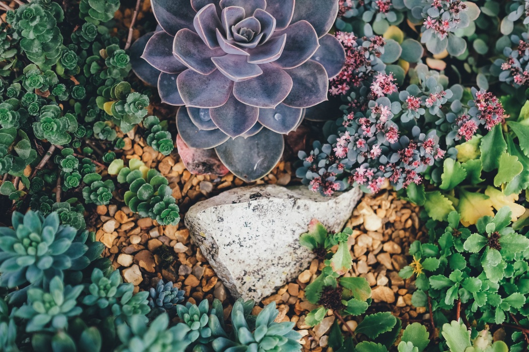 succulent rock garden photo