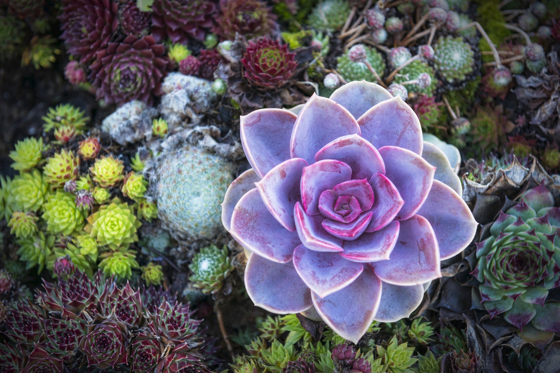 colorful succulent success