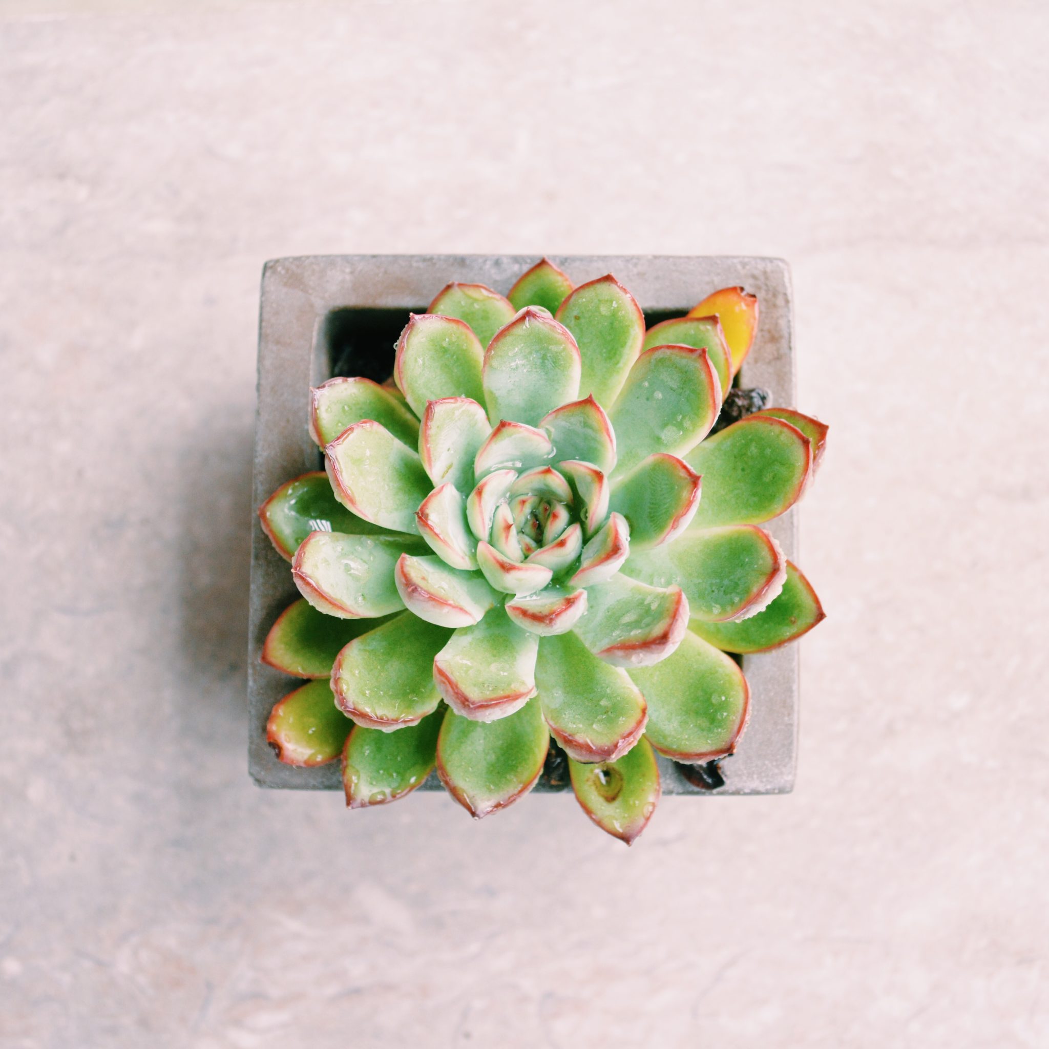 Single Succulent