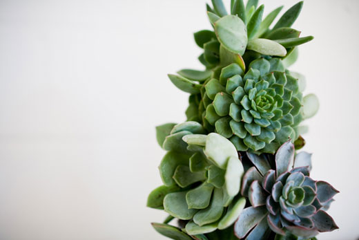 succulent tree
