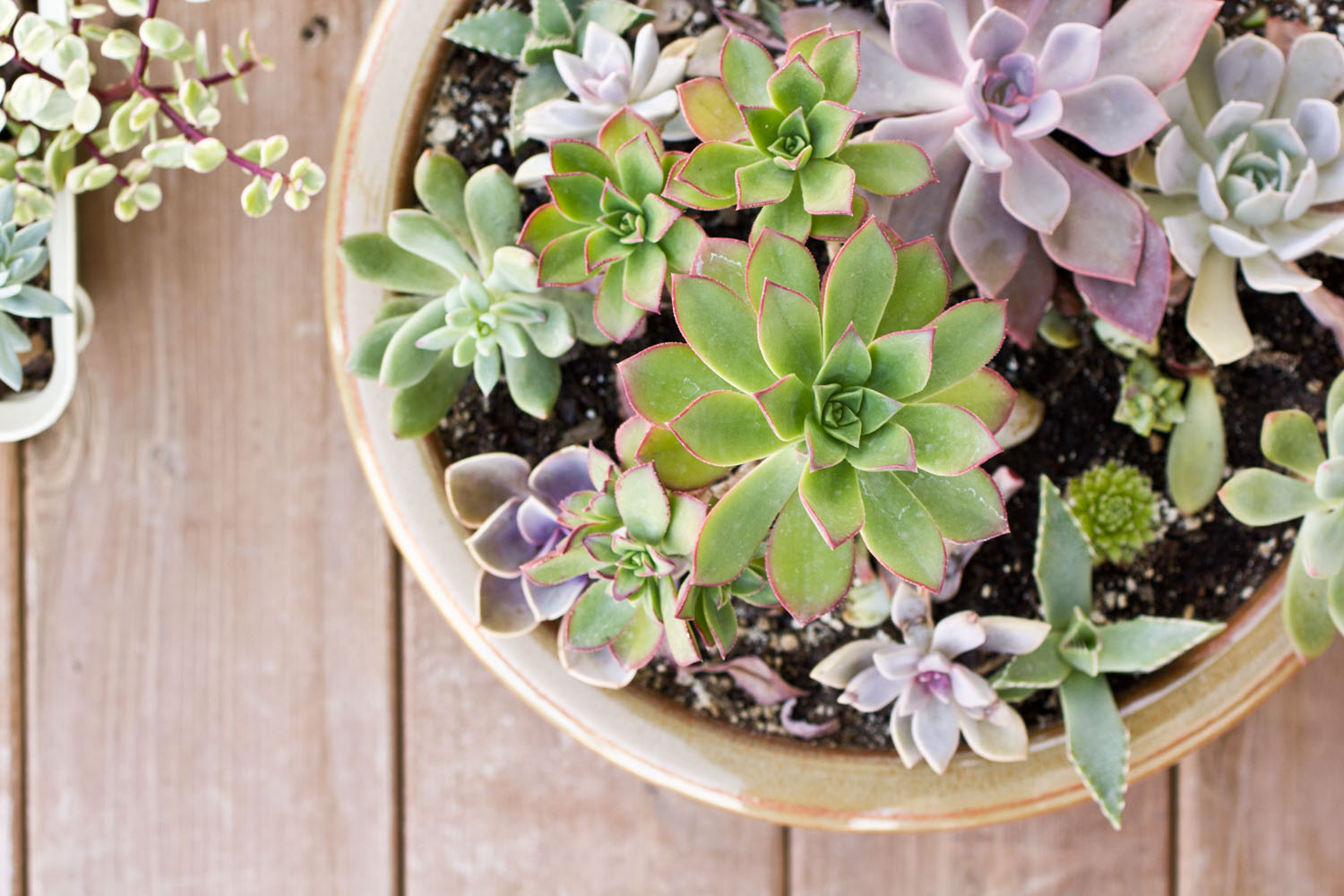 Pot of Colorful Succulents